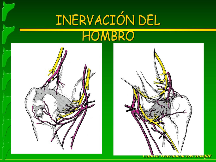 Manejo del Dolor