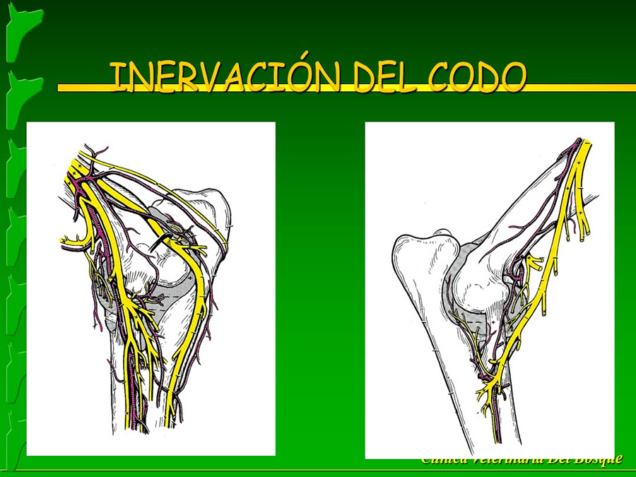 Manejo del Dolor