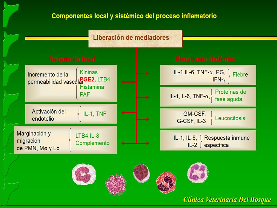 Manejo del Dolor