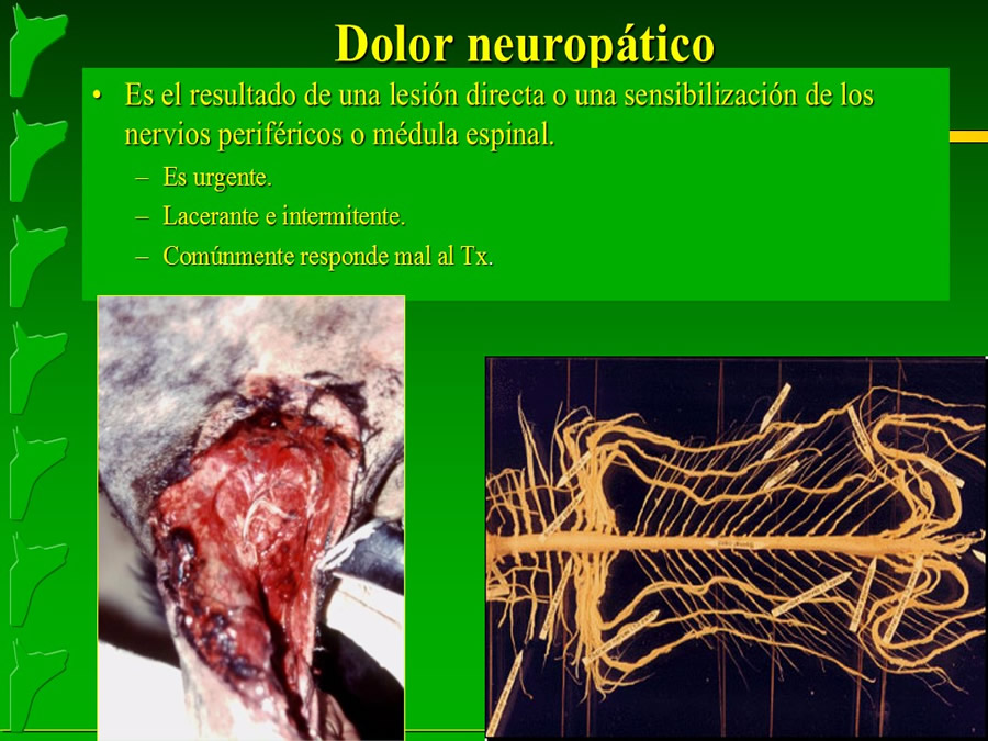 Manejo del Dolor