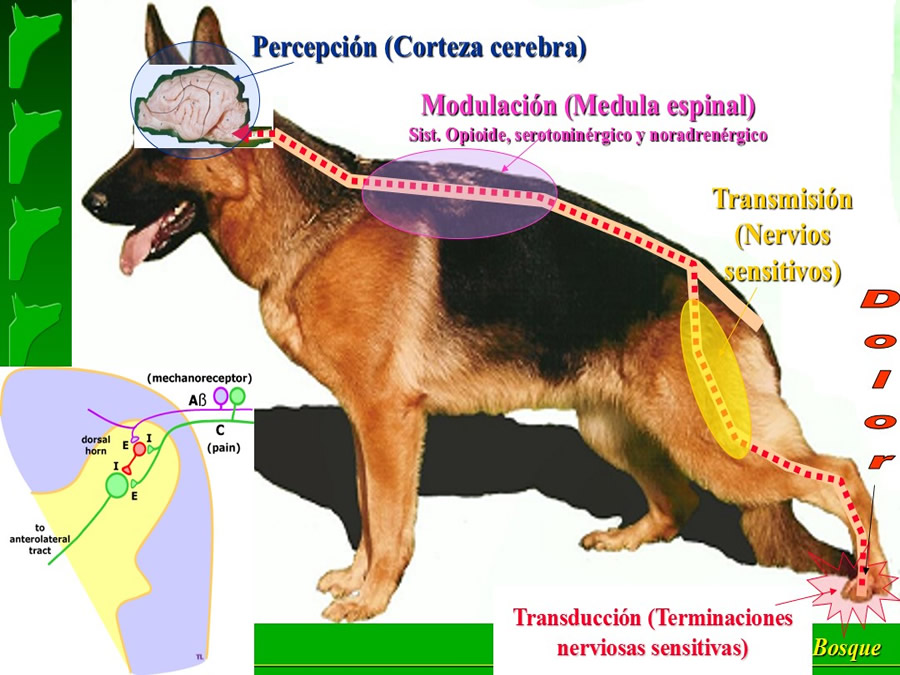 Manejo del Dolor