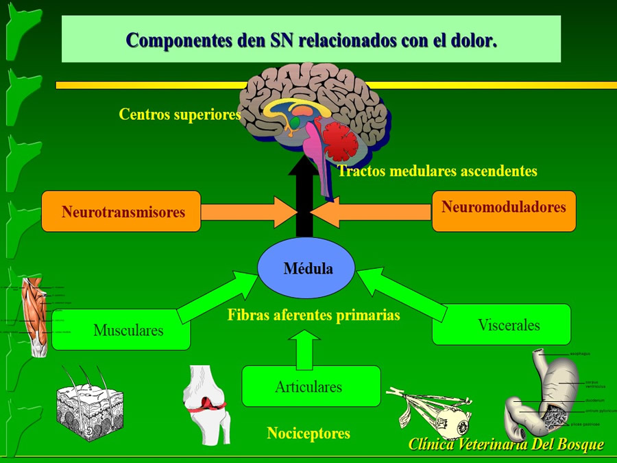 Manejo del Dolor