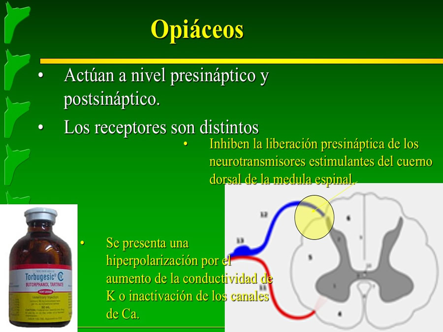 Manejo del Dolor