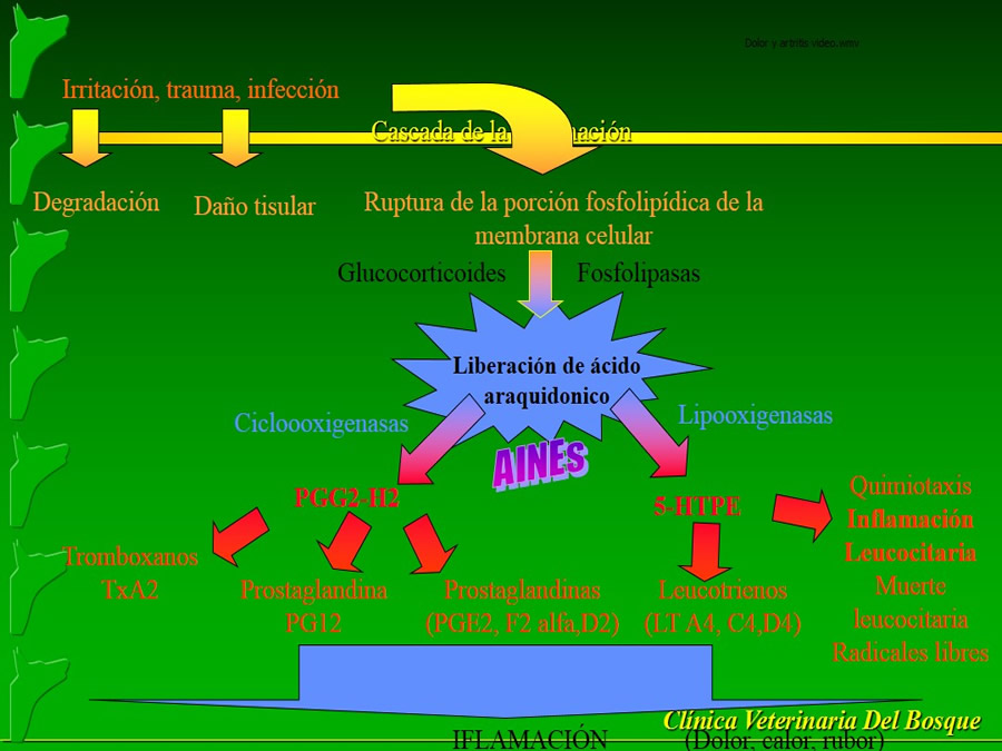 Manejo del Dolor