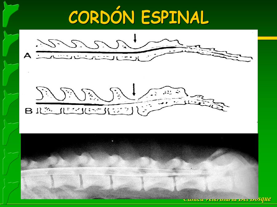 Manejo del Dolor