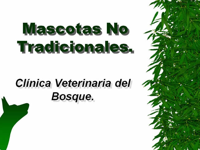 Mascotas no tradicionales