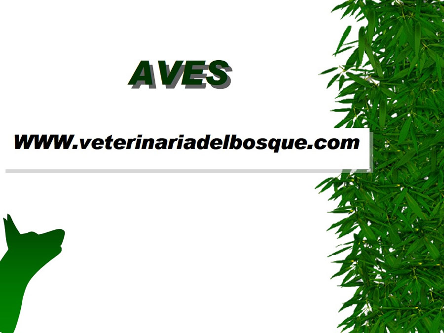 Aves