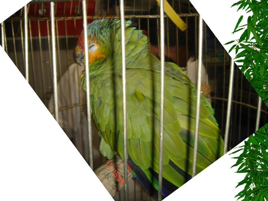 Aves