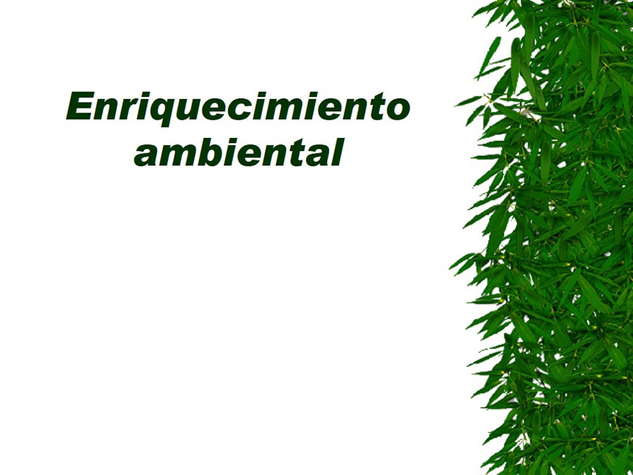 Aves
