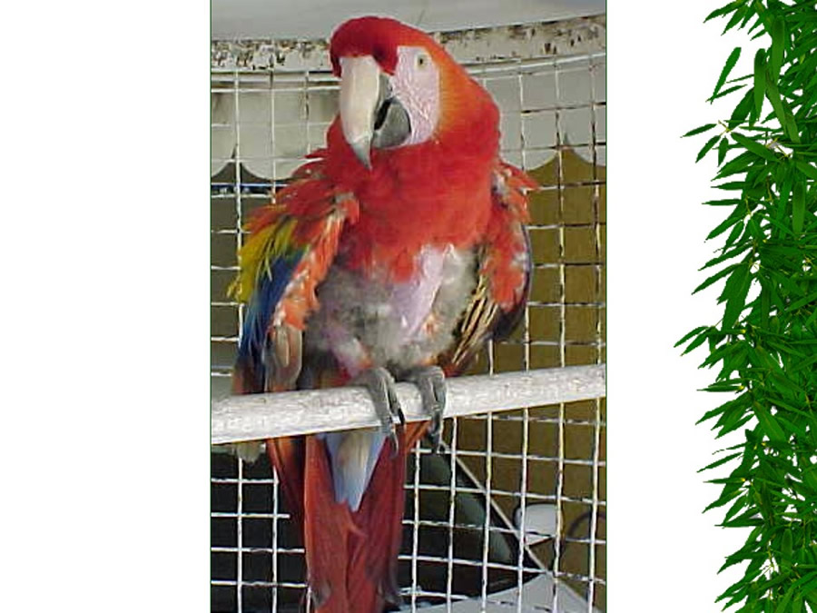 Aves