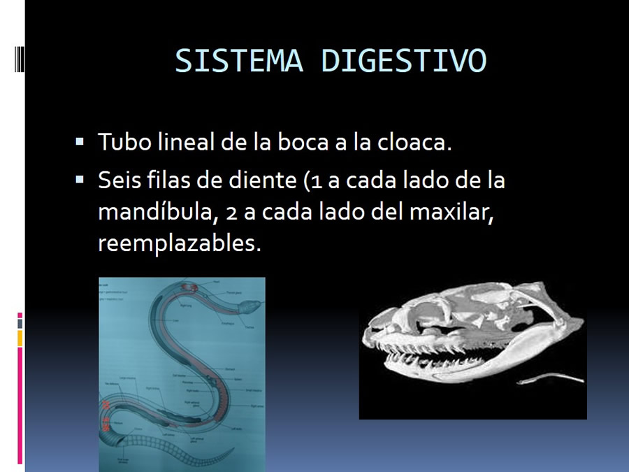 Medicina en reptiles