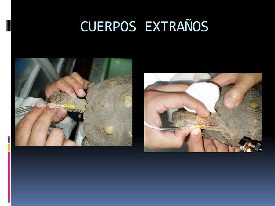 Medicina en reptiles