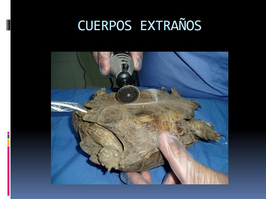 Medicina en reptiles