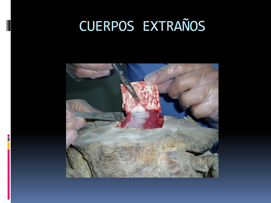 Medicina en reptiles