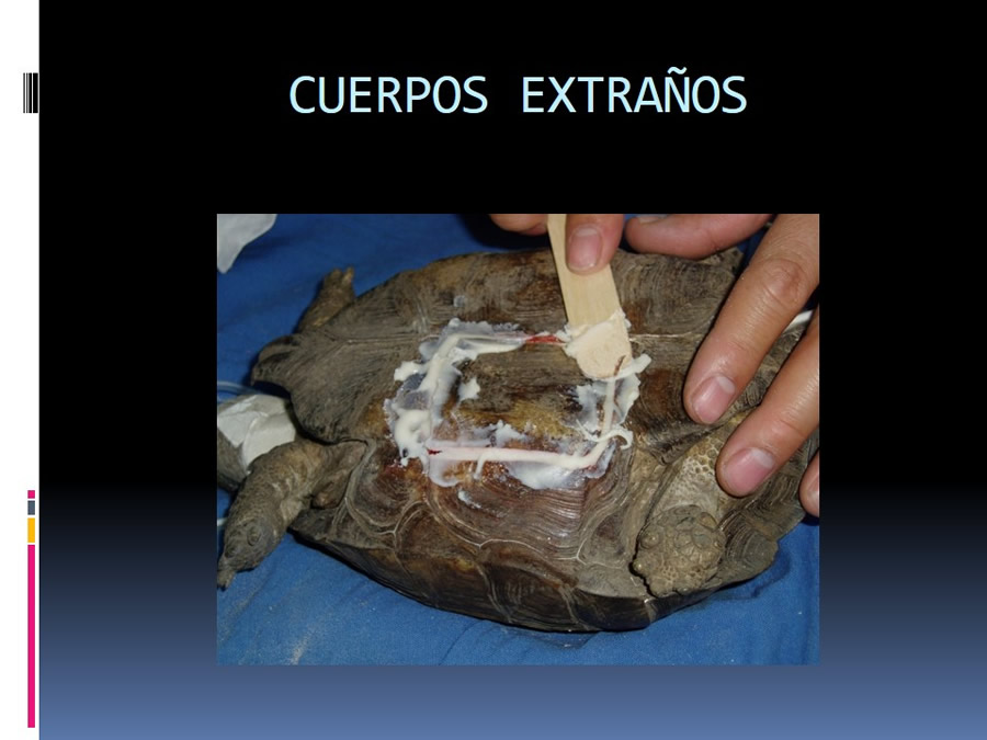 Medicina en reptiles