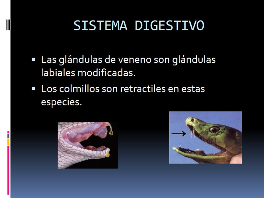 Medicina en reptiles