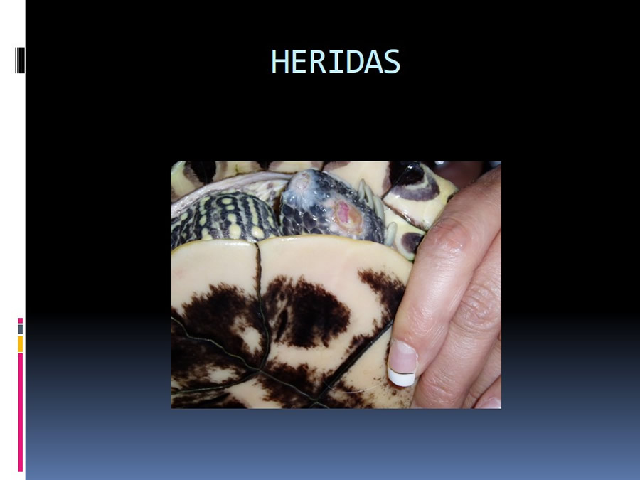 Medicina en reptiles