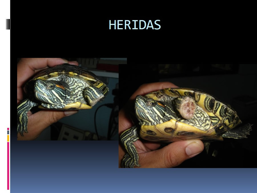 Medicina en reptiles