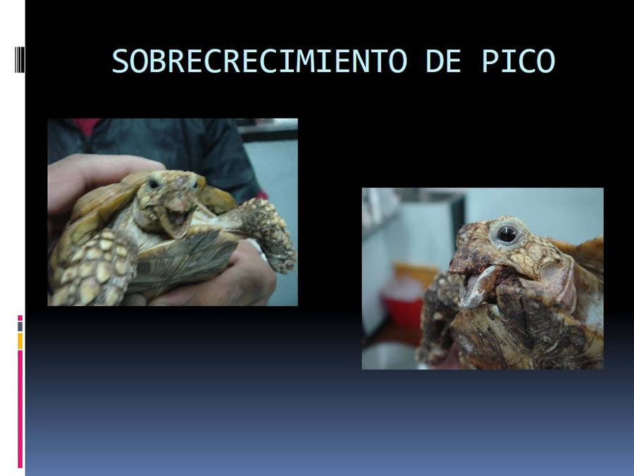 Medicina en reptiles