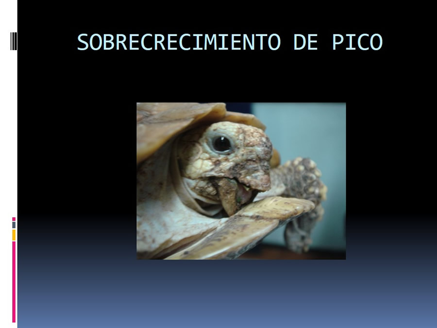 Medicina en reptiles