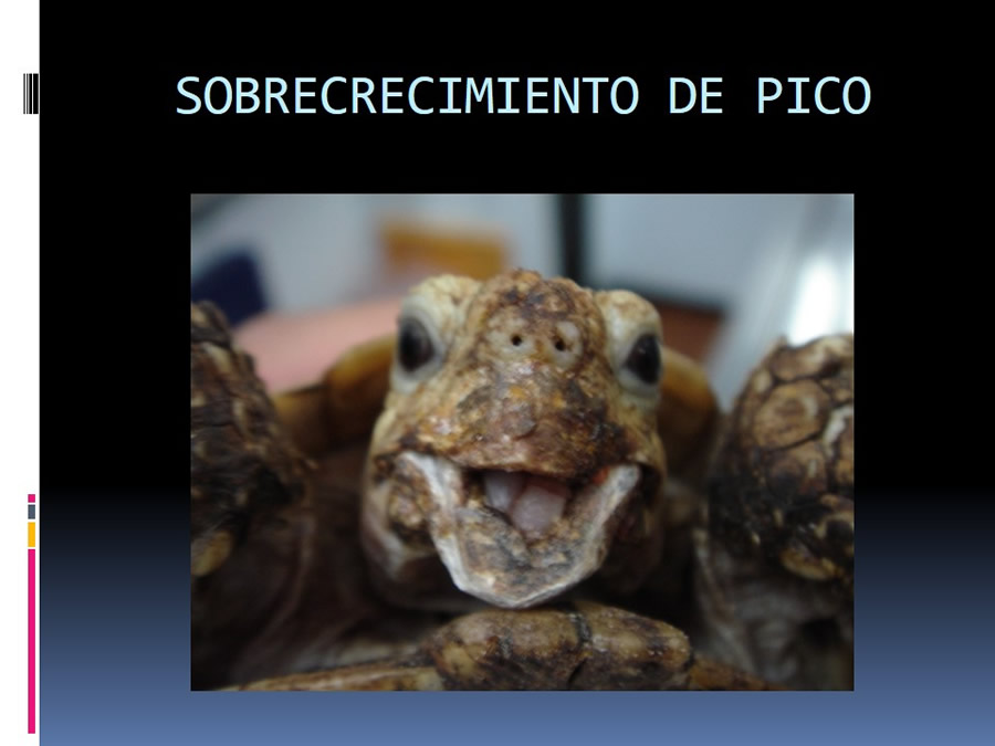 Medicina en reptiles