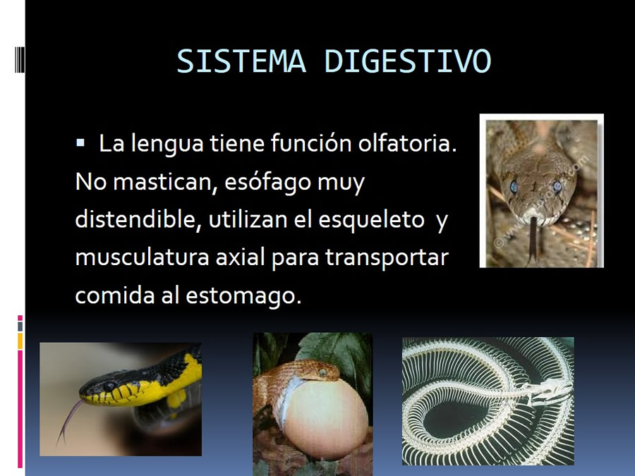 Medicina en reptiles