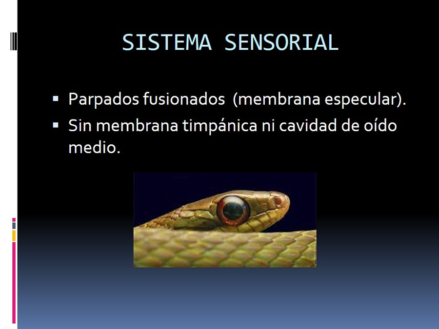 Medicina en reptiles