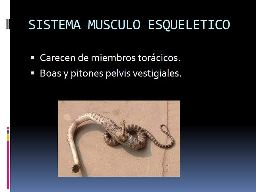 Medicina en reptiles