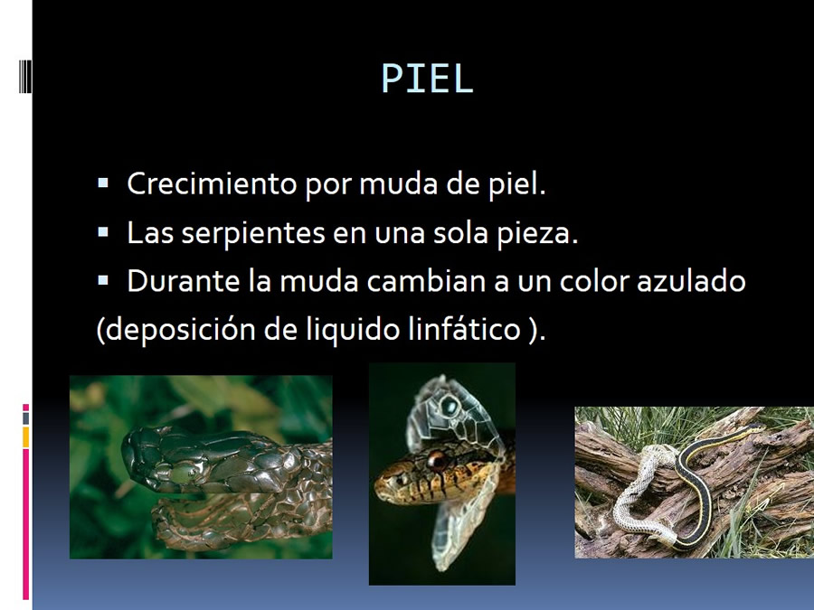 Medicina en reptiles