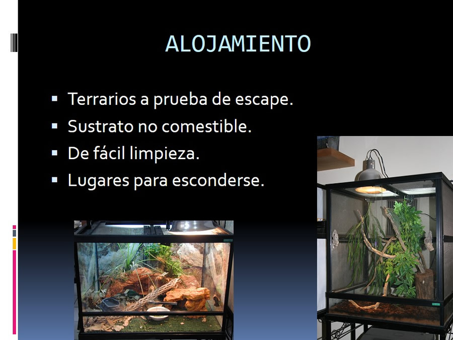 Medicina en reptiles