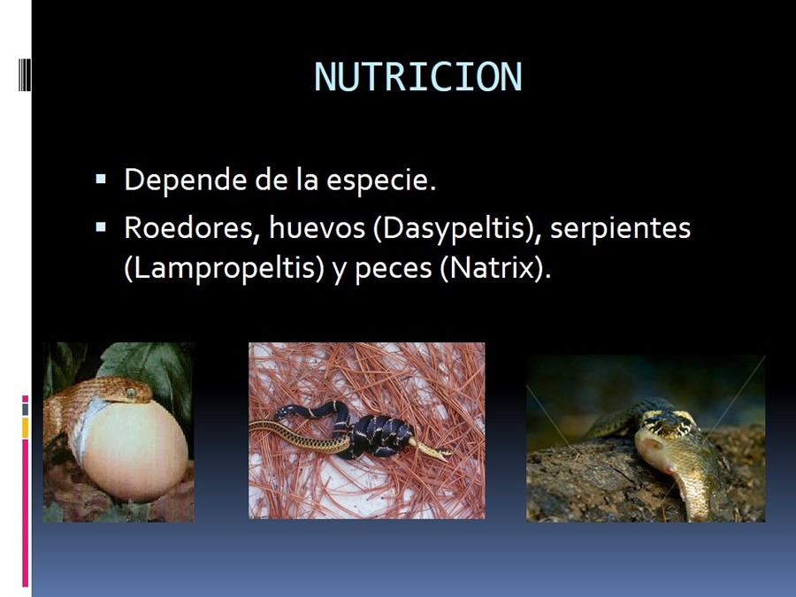 Medicina en reptiles