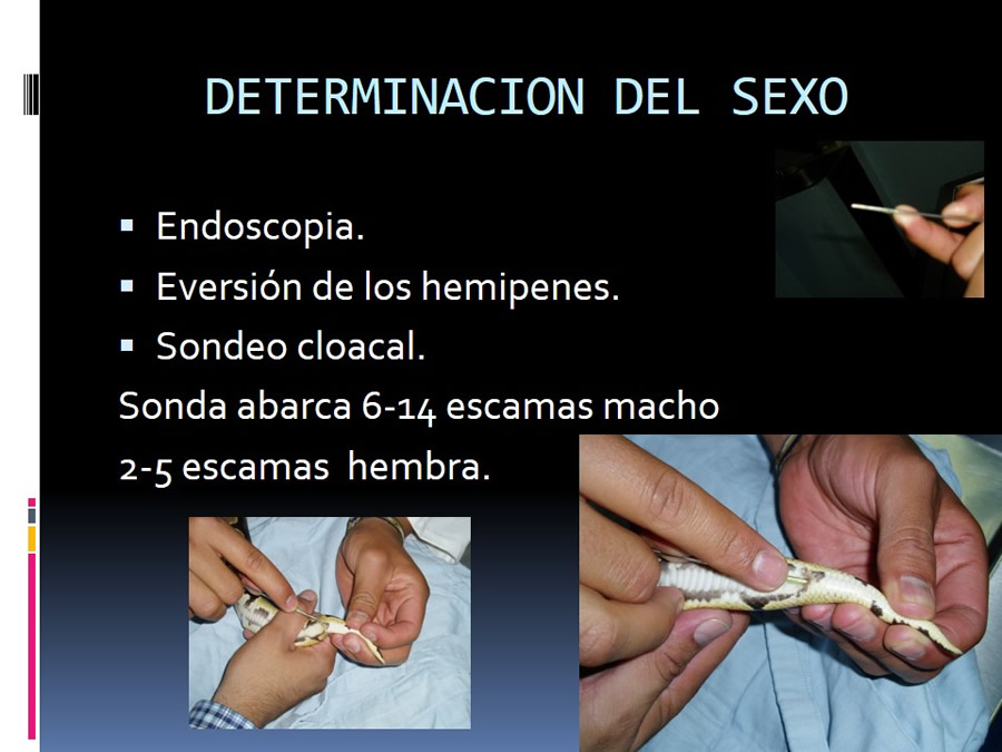 Medicina en reptiles