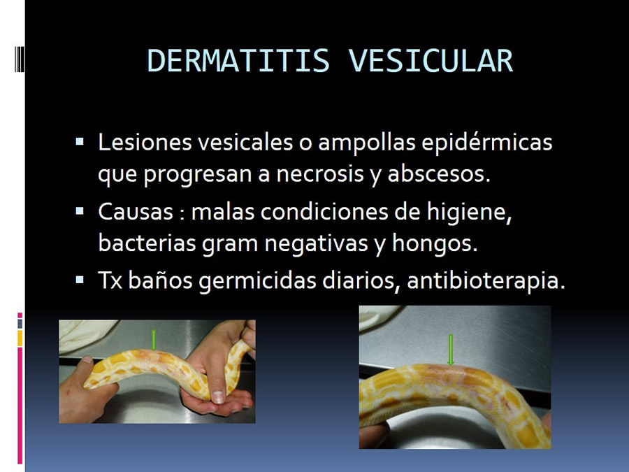 Medicina en reptiles