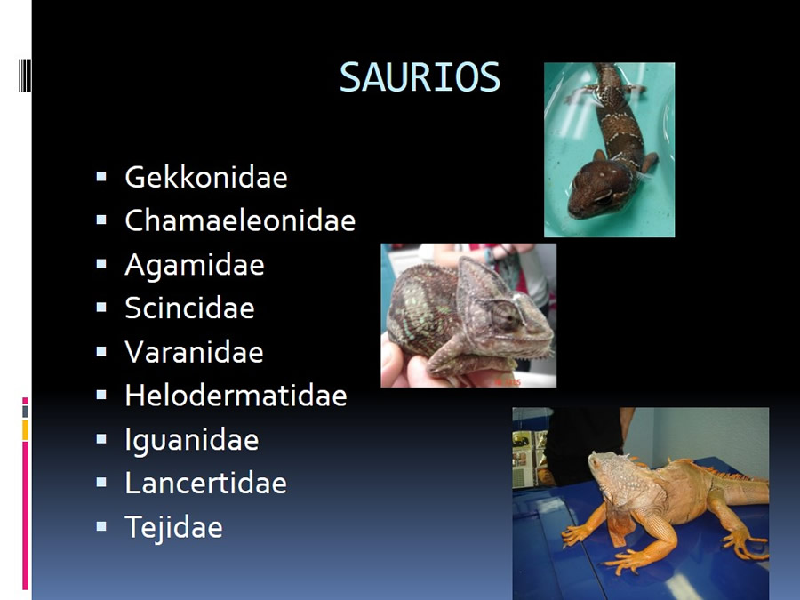 Medicina en reptiles