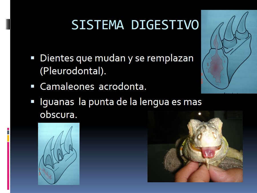 Medicina en reptiles