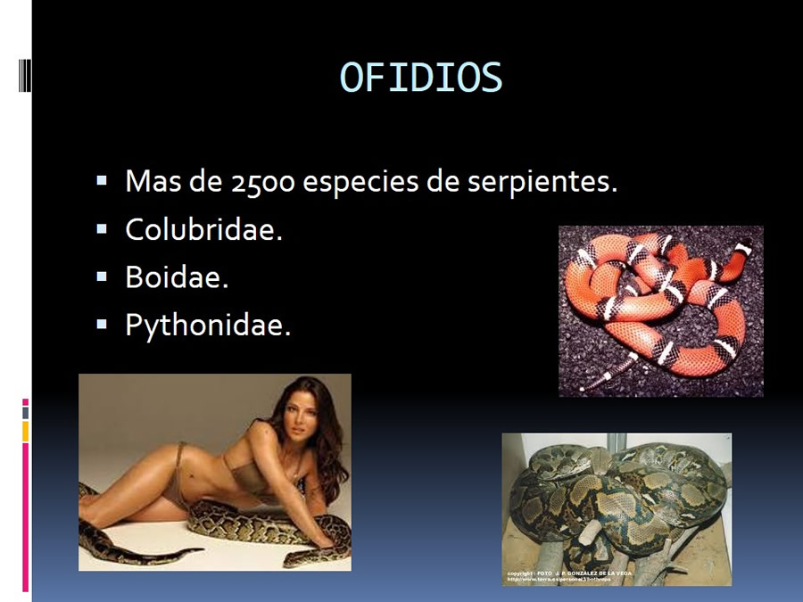 Medicina en reptiles