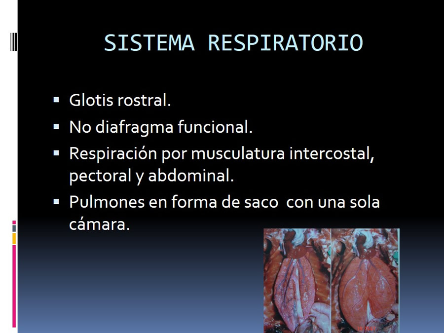 Medicina en reptiles