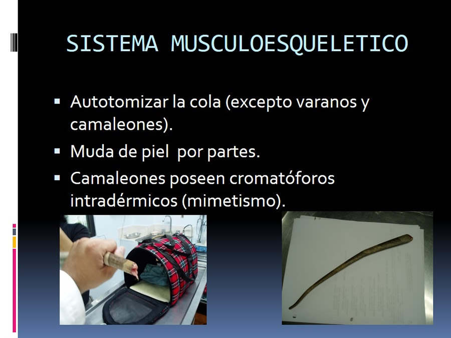 Medicina en reptiles