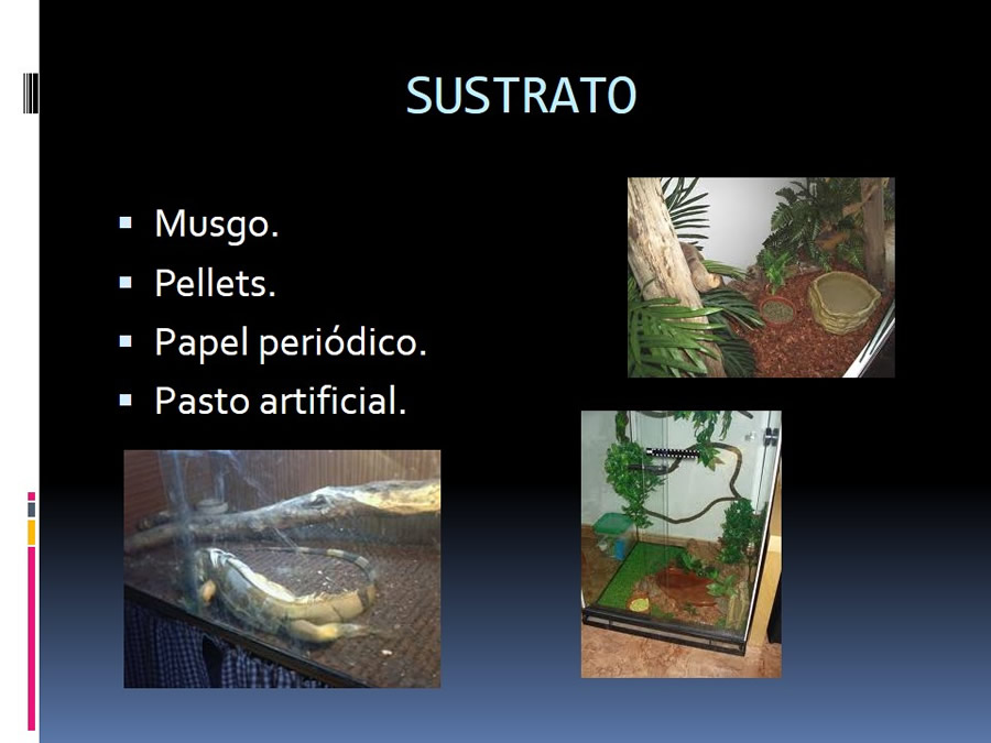 Medicina en reptiles