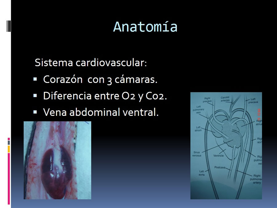 Medicina en reptiles