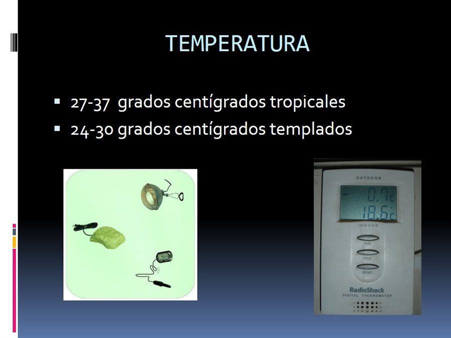 Medicina en reptiles