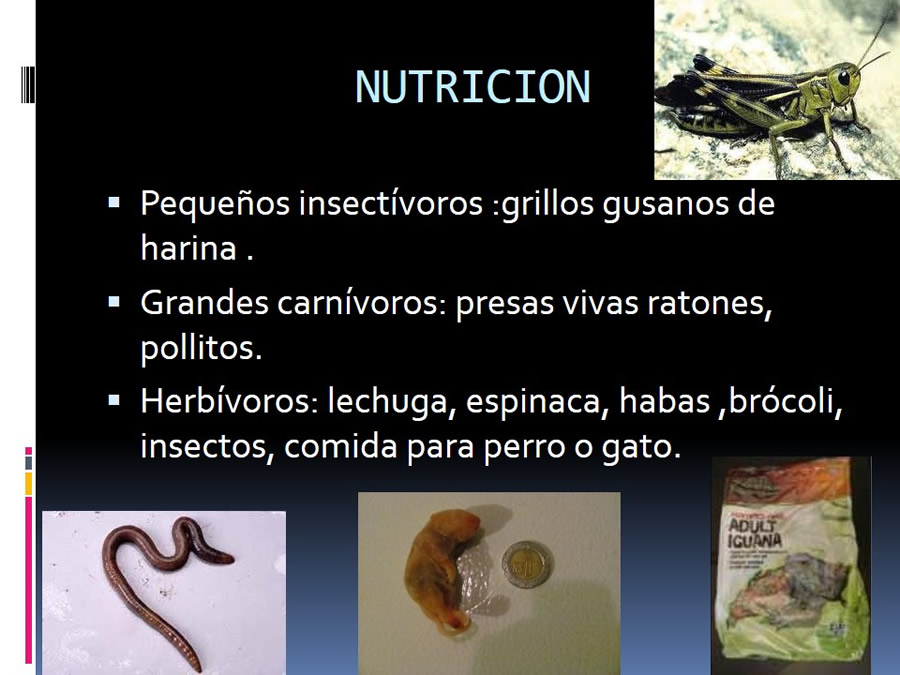 Medicina en reptiles