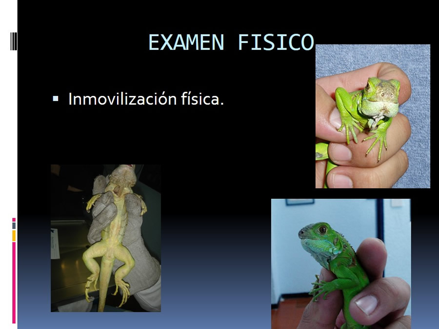 Medicina en reptiles