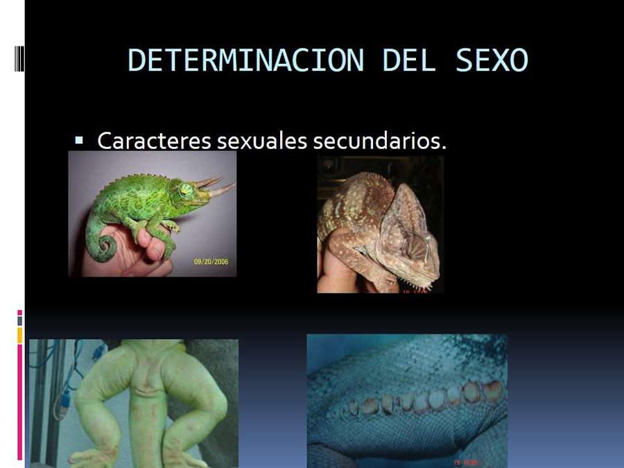 Medicina en reptiles