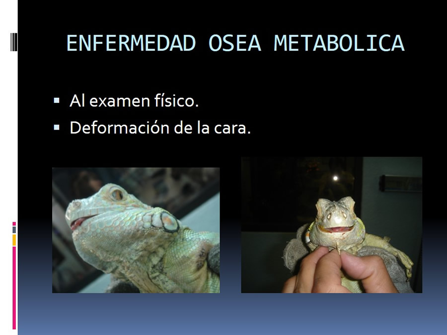 Medicina en reptiles