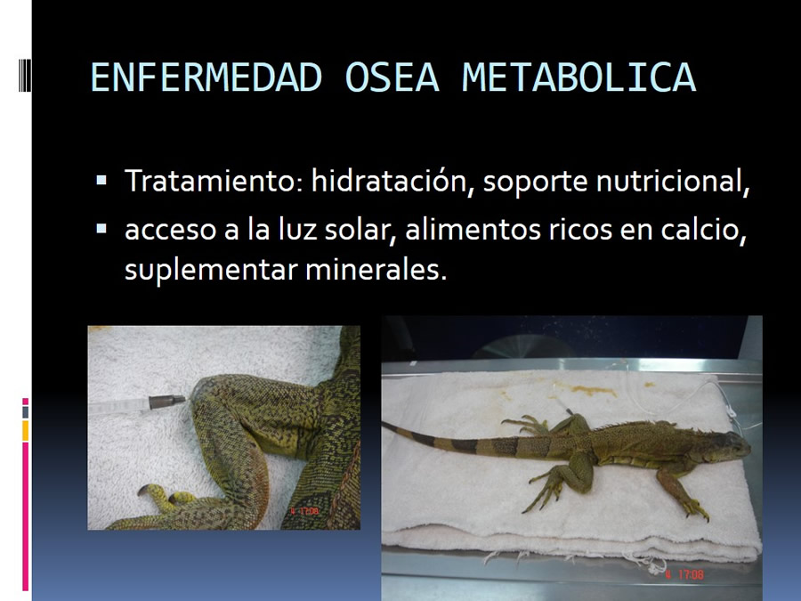 Medicina en reptiles