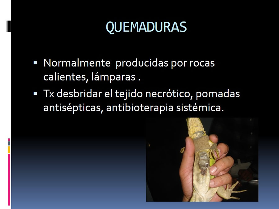 Medicina en reptiles