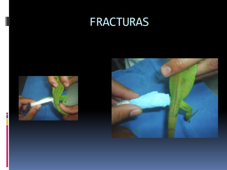 Medicina en reptiles