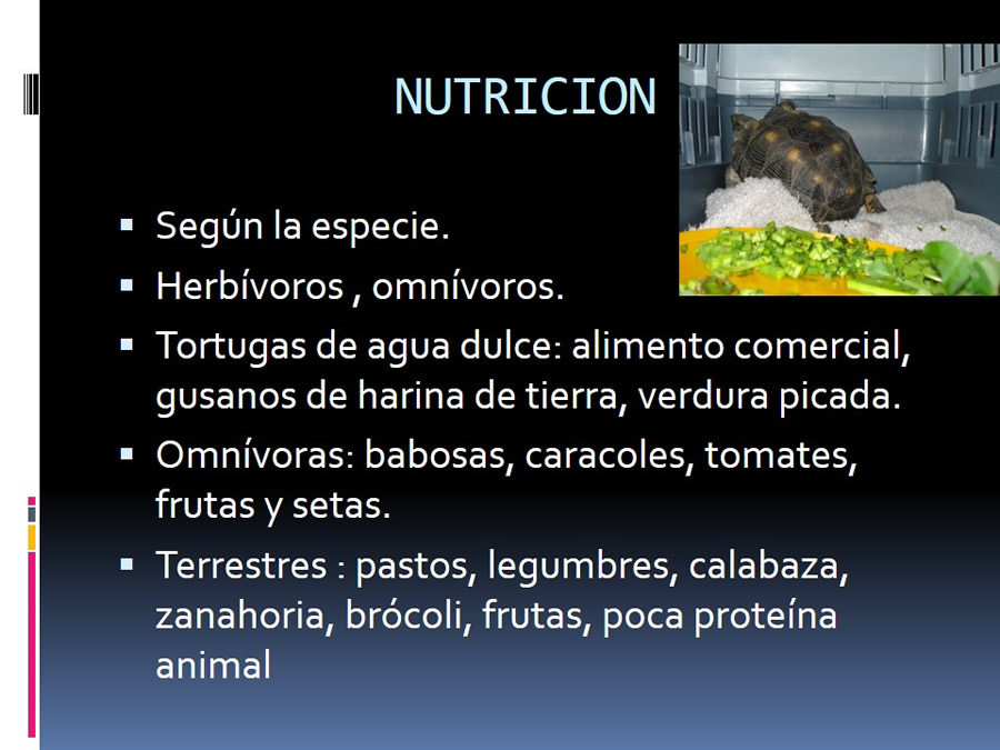 Medicina en reptiles