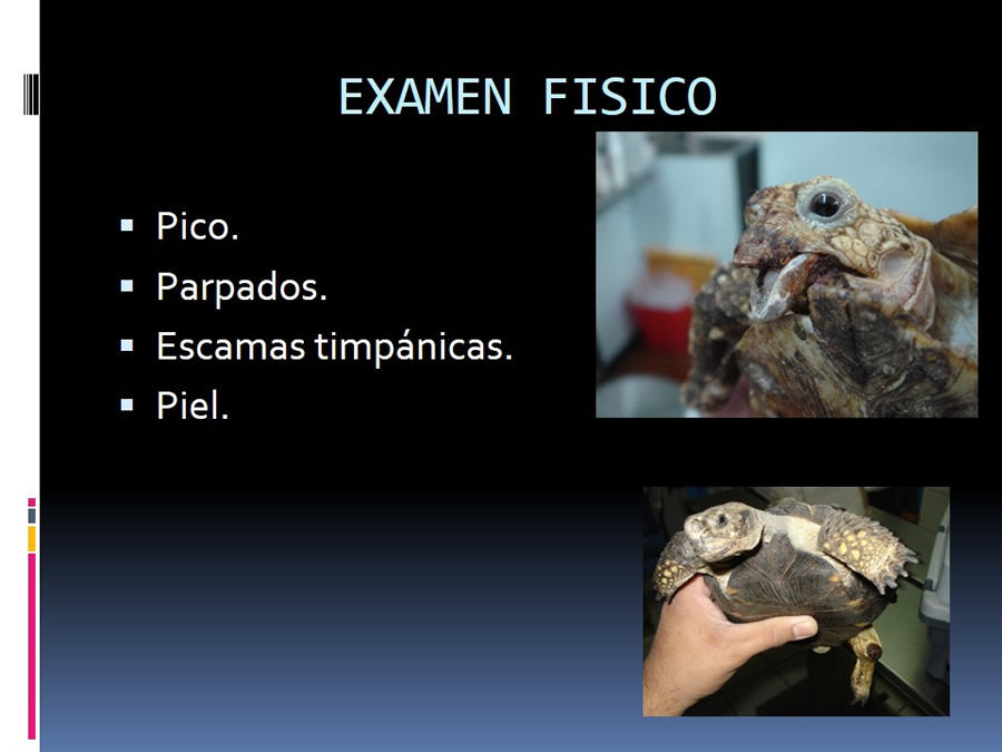 Medicina en reptiles